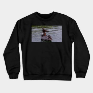 Galapagos Islands Pelican with Brown Noddy Crewneck Sweatshirt